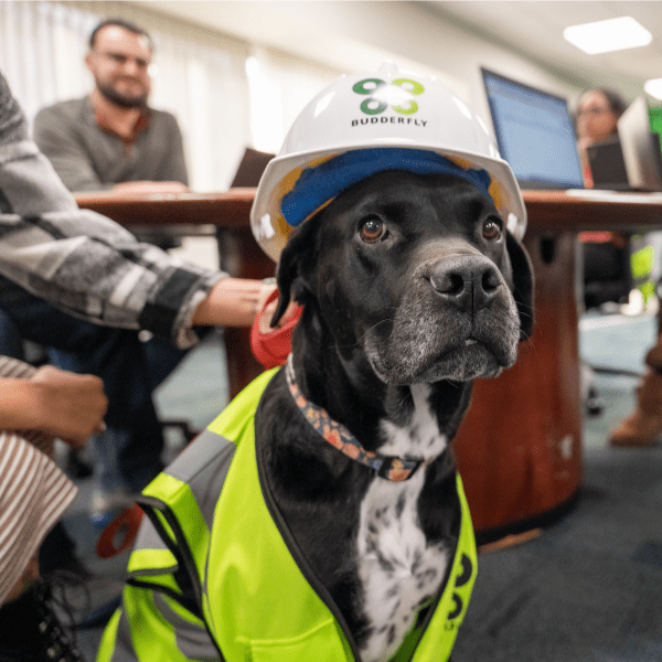 Black and white dog wearing a Budderfly hard hat and vest.